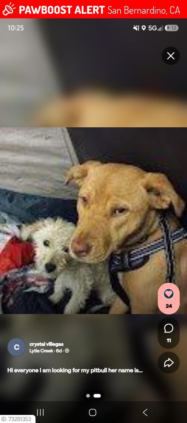 Lost Female Dog last seen Cedar st san bernardino, San Bernardino, CA 92404