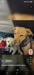 Lost Female Dog last seen Cedar st san bernardino, San Bernardino, CA 92404