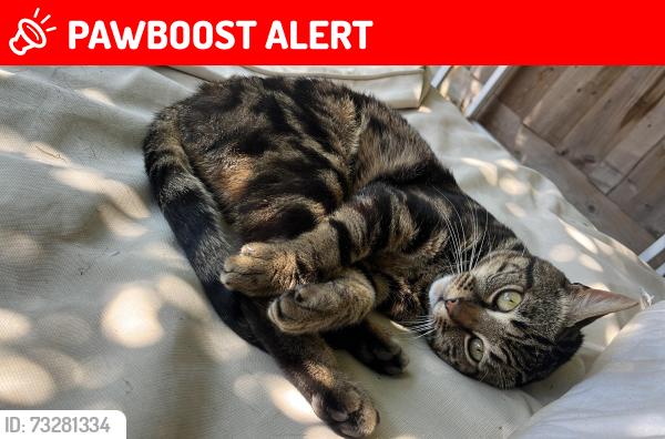 Lost Male Cat last seen DA7 Long Lane area, Greater London, England DA7