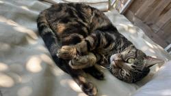 Lost Male Cat last seen DA7 Long Lane area, Greater London, England DA7