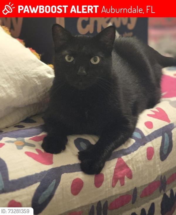Lost Male Cat last seen Osceola St and Lake Ariana, Auburndale, FL 33823