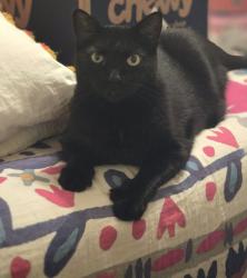 Lost Male Cat last seen Osceola St and Lake Ariana, Auburndale, FL 33823