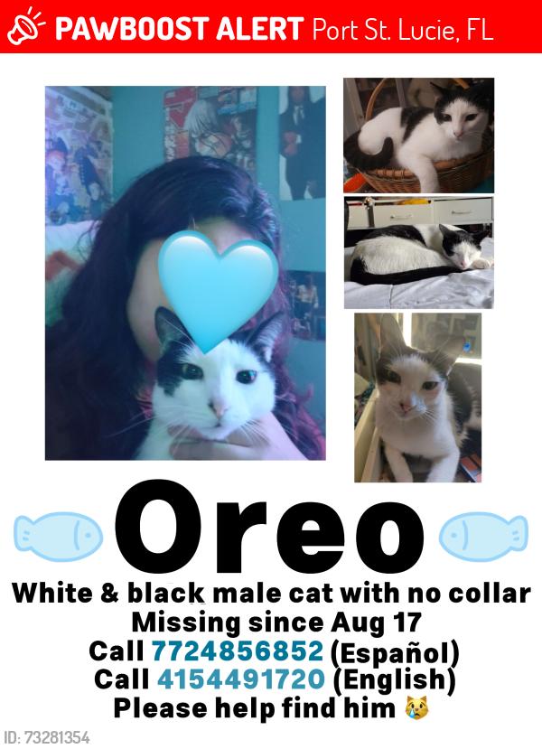 Lost Male Cat last seen Near SE Shepard lane, Port St. Lucie, FL 34983