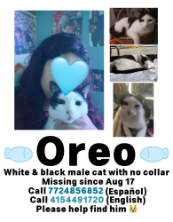 Lost Male Cat last seen Near SE Shepard lane, Port St. Lucie, FL 34983