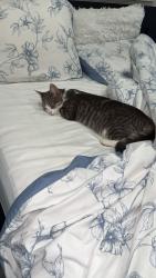 Reunited Female Cat last seen Darcel Avenue and Finch, Mississauga, ON 