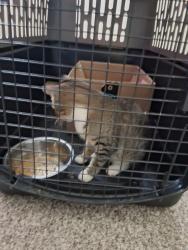 Reunited Male Cat last seen Park Place and 9th street, Union Grove, WI 53182