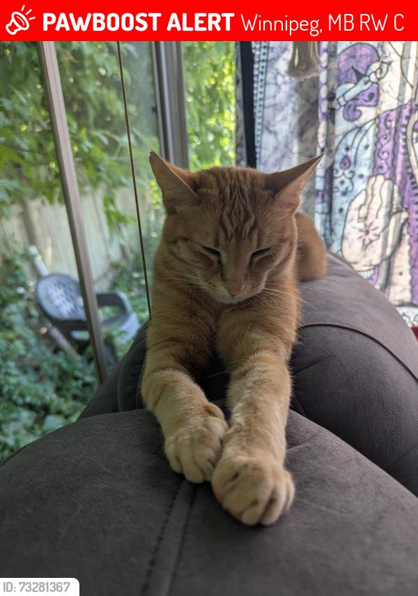 Lost Male Cat last seen Matheson and St. Cross, Winnipeg, MB R2W 0C2