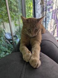 Lost Male Cat last seen Matheson and St. Cross, Winnipeg, MB R2W 0C2