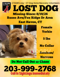 Lost Female Dog last seen Trolley Crossing cndmniums, East Haven, CT 06513
