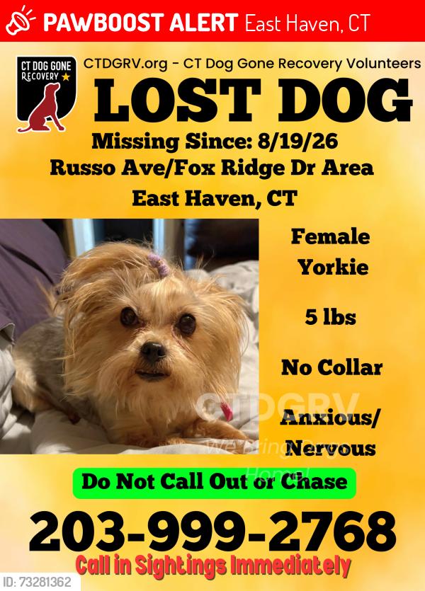 Lost Female Dog last seen Trolley Crossing cndmniums, East Haven, CT 06513