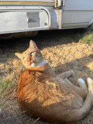 Lost Male Cat last seen Lamar county park, Spring Valley, CA 91977