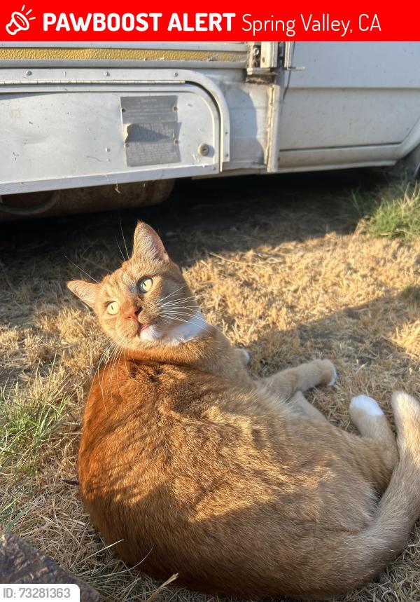 Lost Male Cat last seen Lamar county park, Spring Valley, CA 91977