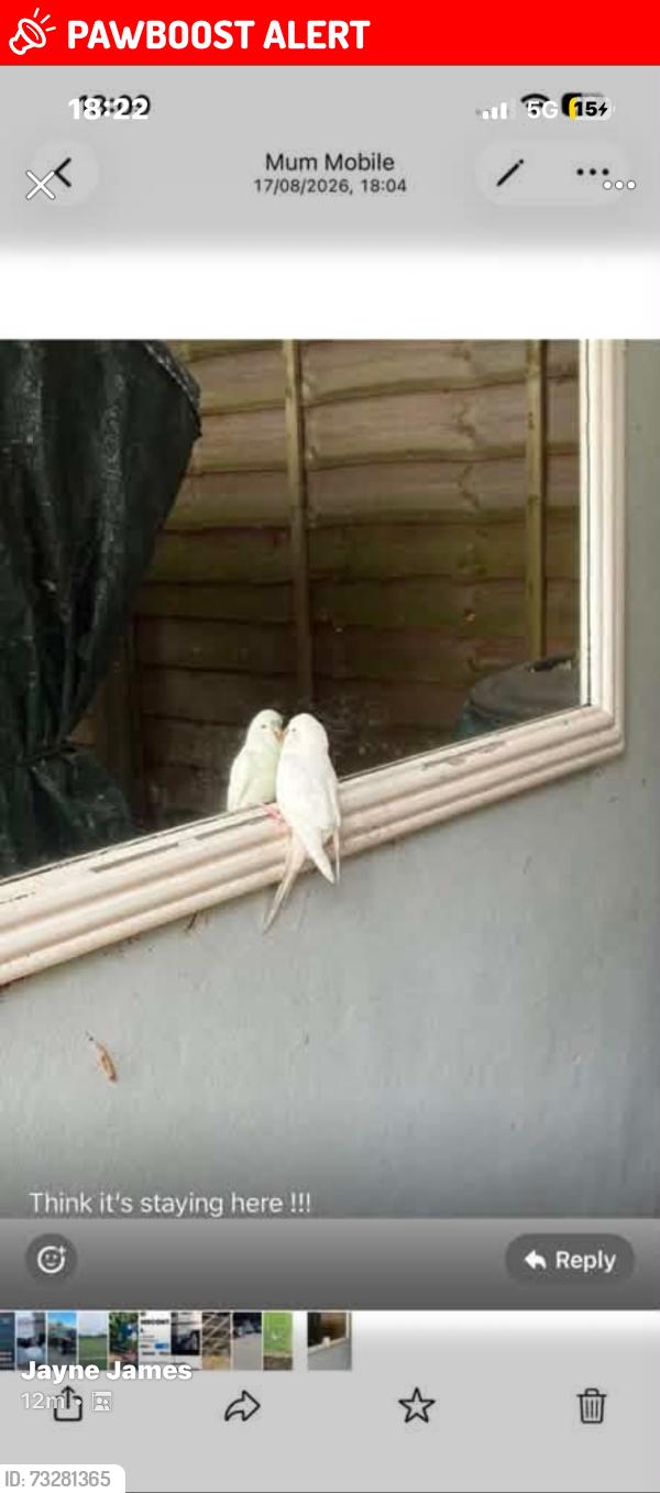Lost Male Bird last seen Seen in Oadby and wigston, Leicestershire, England 