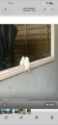 Lost Male Bird last seen Seen in Oadby and wigston, Leicestershire, England 