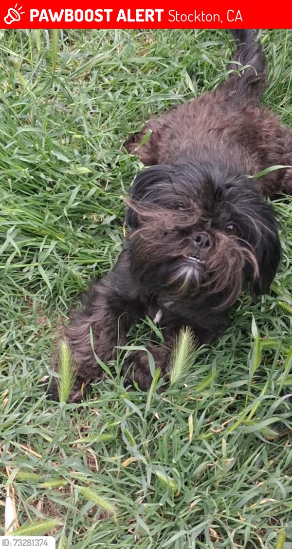 Lost Male Dog last seen S Lincoln st, Stockton, CA 95206