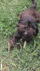 Lost Male Dog last seen S Lincoln st, Stockton, CA 95206