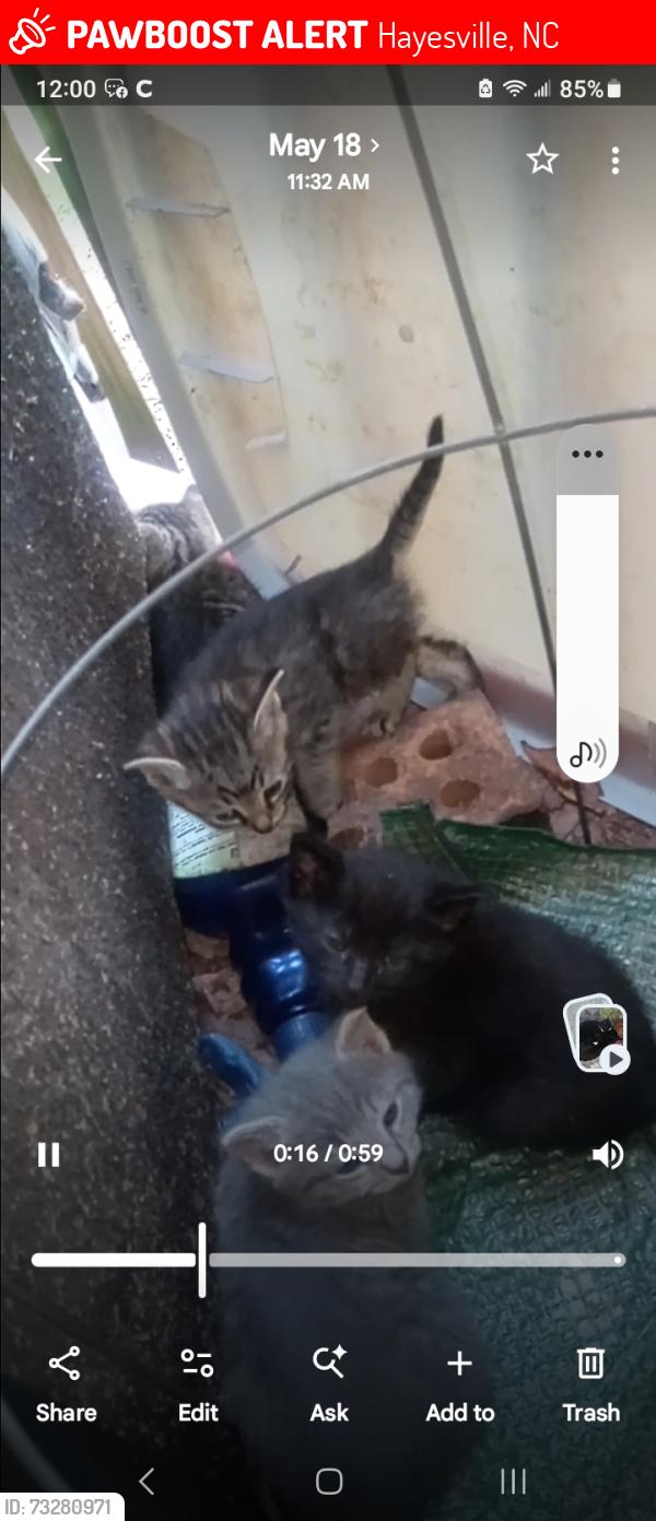 Lost Female Cat last seen Ingles markets in hayesville nc, Hayesville, NC 28904