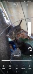 Lost Female Cat last seen Ingles markets in hayesville nc, Hayesville, NC 28904