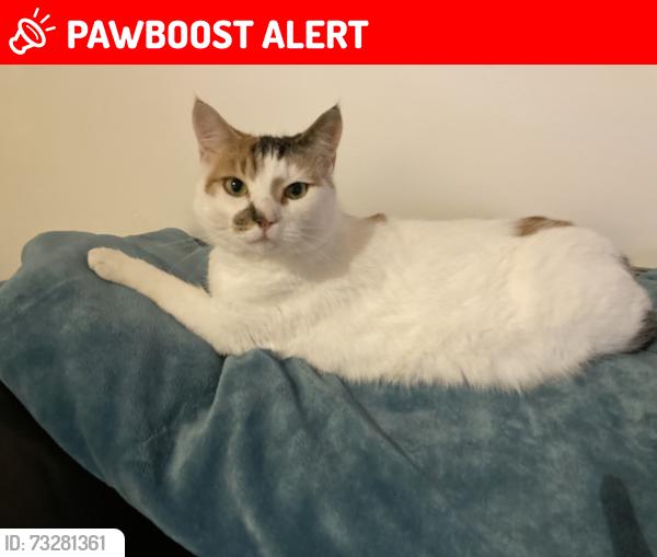 Lost Female Cat last seen Red Kite Feeding Station, Llanddeusant, Wales SA19 9UL