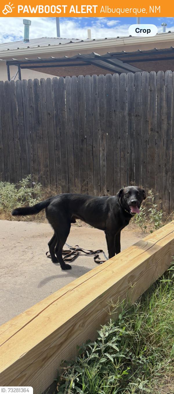 Found/Stray Male Dog last seen 9th St and Griegos, Albuquerque, NM 87107