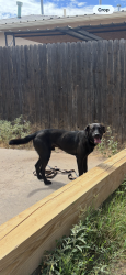 Found/Stray Male Dog last seen 9th St and Griegos, Albuquerque, NM 87107