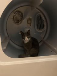 Lost Female Cat last seen Brittany Dr, Clayton, NC 27520