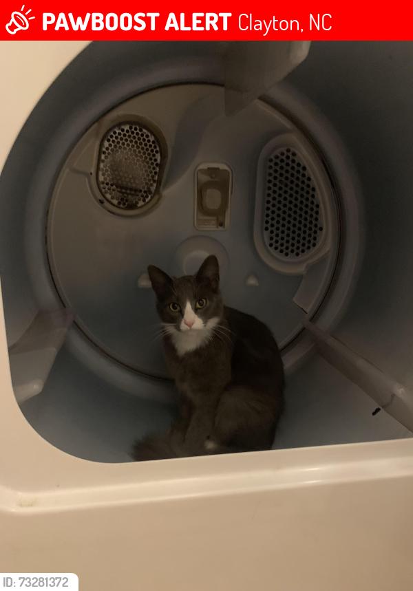 Lost Female Cat last seen Brittany Dr, Clayton, NC 27520