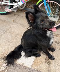Found/Stray Female Dog last seen Top of the hill on Hermosa - coming in from the desert, Benson, AZ 85602