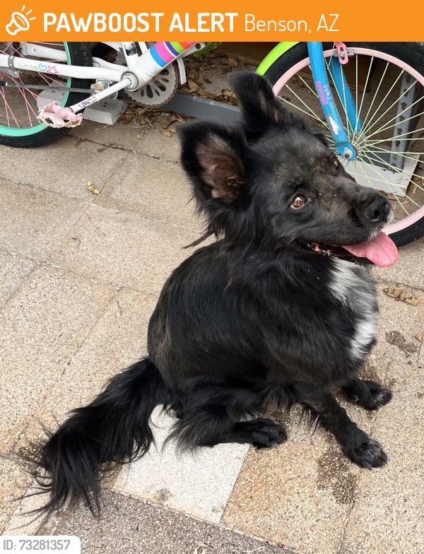 Found/Stray Female Dog last seen Top of the hill on Hermosa - coming in from the desert, Benson, AZ 85602