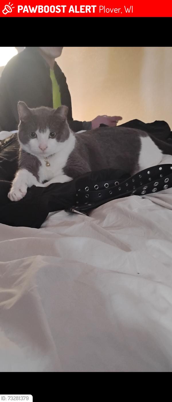 Lost Male Cat last seen Post Rd and hh, Plover, WI 54467