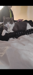Lost Male Cat last seen Post Rd and hh, Plover, WI 54467