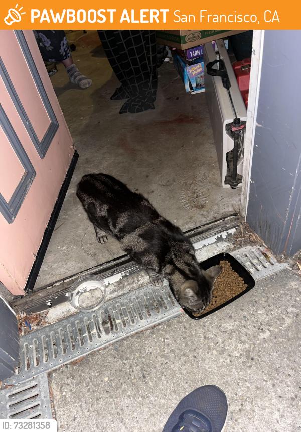 Found/Stray Male Cat last seen Near bennington street, San Francisco, CA 94110