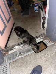 Found/Stray Male Cat last seen Near bennington street, San Francisco, CA 94110