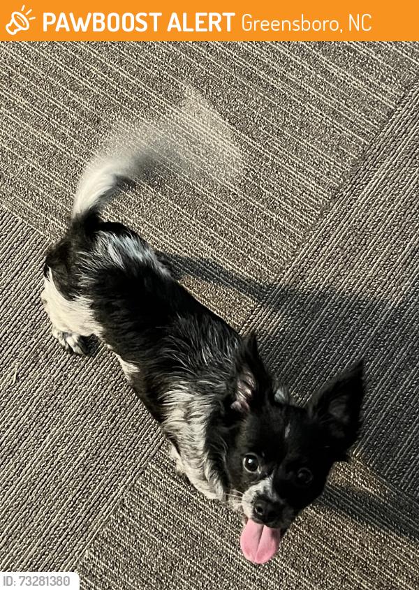 Found/Stray Unknown Dog last seen Kirkland St., Greensboro, NC 27406