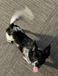 Found/Stray Unknown Dog last seen Kirkland St., Greensboro, NC 27406