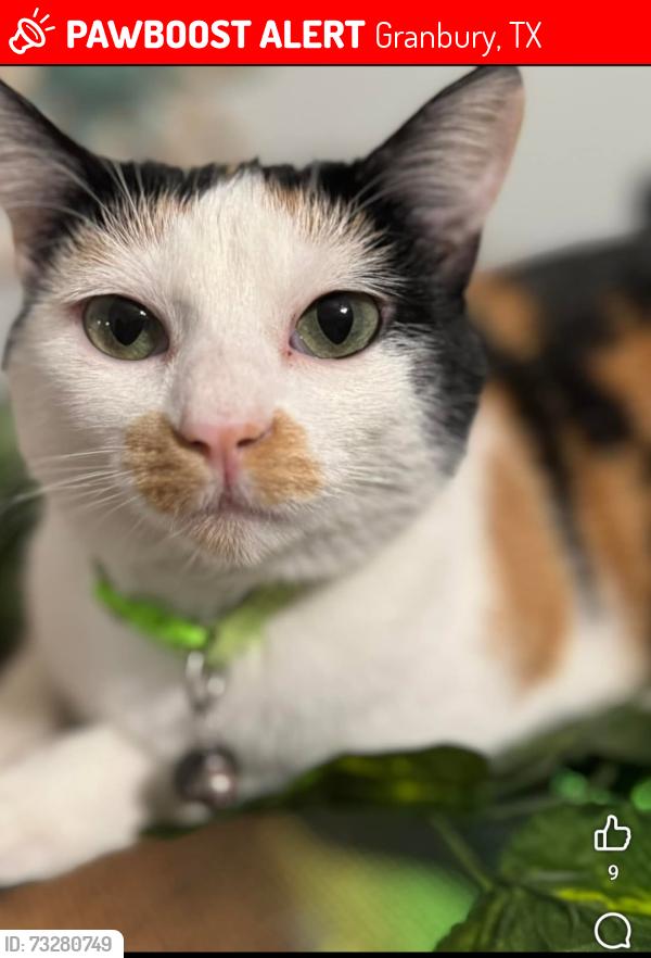 Lost Male Cat last seen Delmarva Ct & Yucatan Dr, Granbury, TX 76048