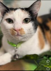 Lost Male Cat last seen Delmarva Ct & Yucatan Dr, Granbury, TX 76048