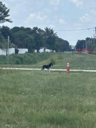 Found/Stray Unknown Dog last seen Between Teal way and Heather cove, Boynton Beach, FL 33436
