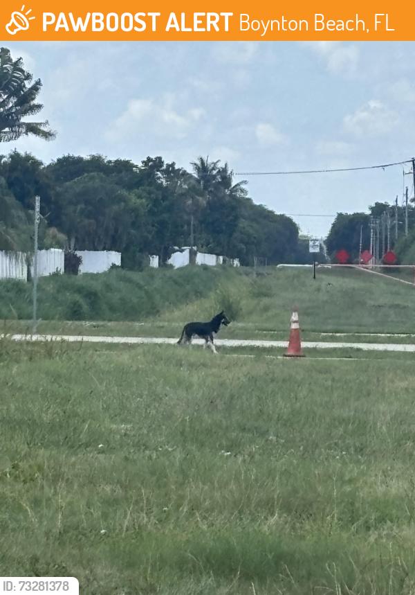 Found/Stray Unknown Dog last seen Between Teal way and Heather cove, Boynton Beach, FL 33436