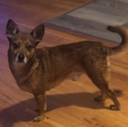 Reunited Male Dog last seen Fulton Avenue and West Side Avenue, Jersey City, NJ 07305
