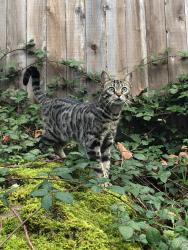 Reunited Male Cat last seen Near 119st, Edmonton, AB T5E 5M9
