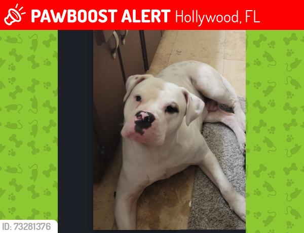 Lost Male Dog last seen Arthur Street on 64 ave, Hollywood, FL 33024