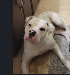 Lost Male Dog last seen Arthur Street on 64 ave, Hollywood, FL 33024