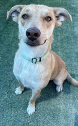 Shelter Stray Female Dog last seen S Fig Ave & W Lincoln Ave, Fresno Zone Fresno CO 1A 93706, CA, 1510 W Dan Ronquillo Dr, Fresno, CA 93706, USA