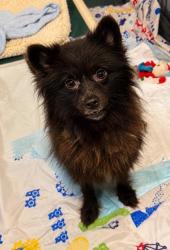 Shelter Stray Female Dog last seen S Salisbury Terrace, Lecanto, FL, 4030 S Airport Rd, Inverness, FL 34450, USA