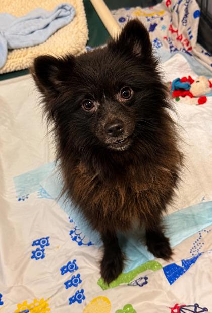 Shelter Stray Female Dog last seen S Salisbury Terrace, Lecanto, FL, 4030 S Airport Rd, Inverness, FL 34450, USA