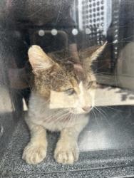 Shelter Stray Male Cat last seen Near W SEMINARY DR, South District, TX, 355 Hillshire Dr, Haslet, TX 76052, USA