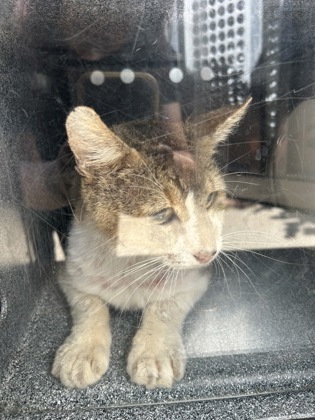 Shelter Stray Male Cat last seen Near W SEMINARY DR, South District, TX, 355 Hillshire Dr, Haslet, TX 76052, USA