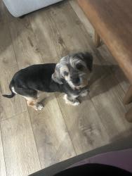 Found/Stray Female Dog last seen She was found in my driveway., Sunrise, FL 33322