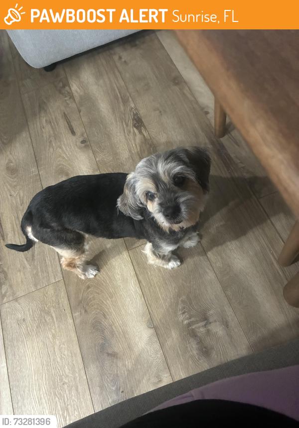 Found/Stray Female Dog last seen She was found in my driveway., Sunrise, FL 33322